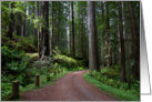 Redwood Forest card