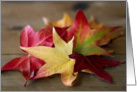 Colorful Fall Leaves - Blank Inside card