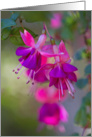 Muted Fuchsia Flowers - Blank Inside card