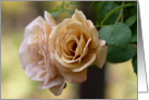 Cream Roses- Blank Inside card