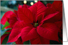 Festive Red Poinsettia- Blank Inside card