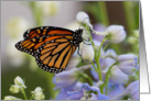 Monarch Butterfly on Delphinium - Blank Inside card