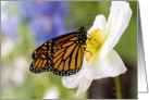 Monarch Butterfly on a Poppy - Blank Inside card