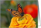 Monarch on a Buttercup - Blank Inside card