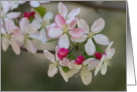 Apple Blossoms- Blank Inside card