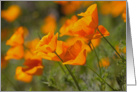 California Poppies- Blank Inside card