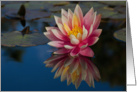 Water Lily on Blue- Blank Inside card
