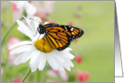 Monarch Butterfly on a Daisy Blank card