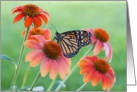 Monarch Butterfly in Coneflower Blank card