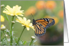 Springtime Monarch Butterfly Blank card