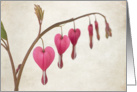 Bleeding Heart Blank card