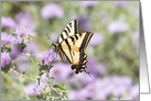 Springtime Swallowtail Blank card