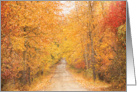 Autumn Leaves Tree Lined Road Blank Any Occasion card