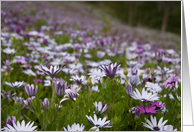 Field of African Daisies card