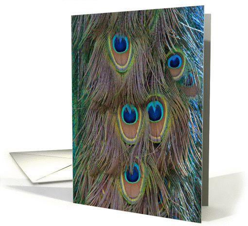 Peacock Feathers card (1010895)