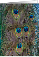 Peacock Feathers card