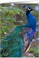 Posing Peacock card