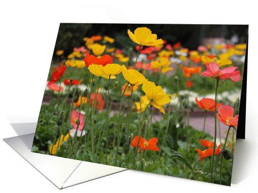 Oriental Poppies card (1059417)