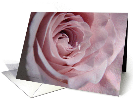 Pink Rose card (1101058)