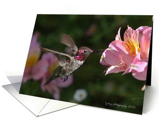 Hummingbird card (1101066)