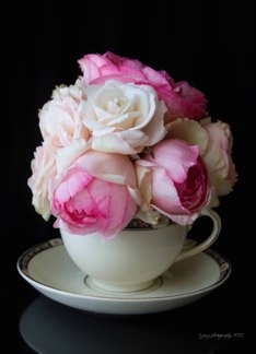 Cup of Roses...