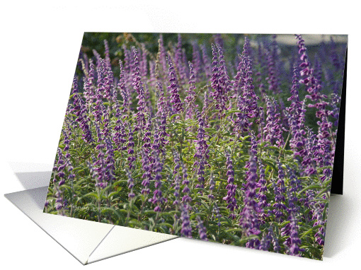Salvia card (1214450)
