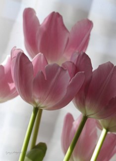 Pink Tulips Birthday