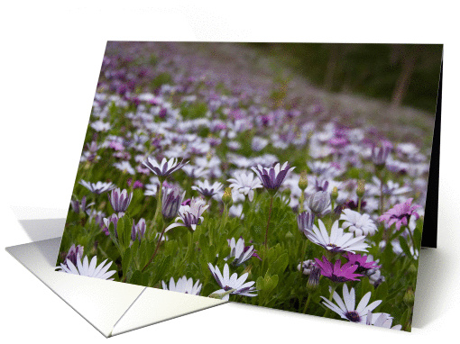 Field of African Daisies Birthday card (1219954)