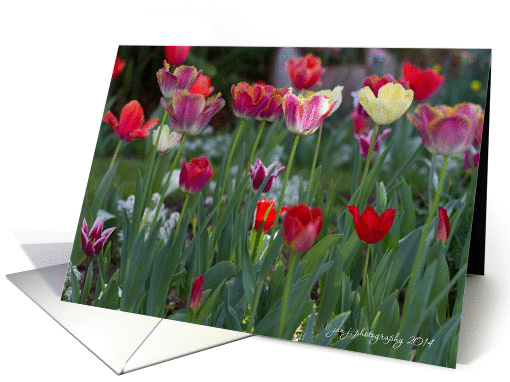 Tulip Garden card (1240136)