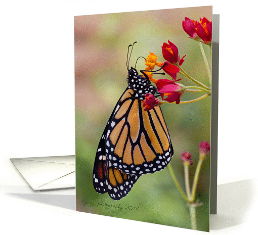 Monarch Butterfly - Blank Inside card (1319498)