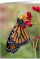 Monarch Butterfly - Blank Inside card