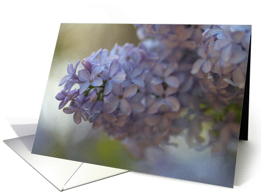 Soft Lilac card (1319502)