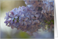 Soft Lilac card