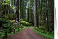 Redwood Forest card