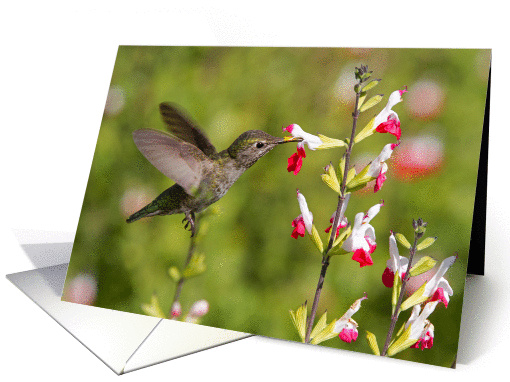 Hummingbird card (1320386)