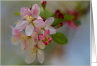 Soft Cherry Blossoms card