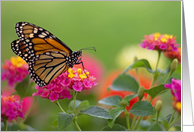 Monarch Butterfly on Lantana card