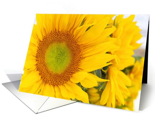 Sunny Sunflowers - Blank Inside card (1328752)