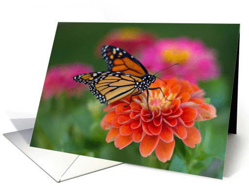 Monarch on Zinnia card (1329516)