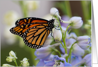 Monarch Butterfly on Delphinium - Blank Inside card