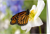 Monarch Butterfly on a Poppy - Blank Inside card