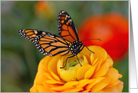 Monarch on a Buttercup - Blank Inside card