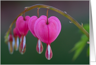 Bleeding Heart -...