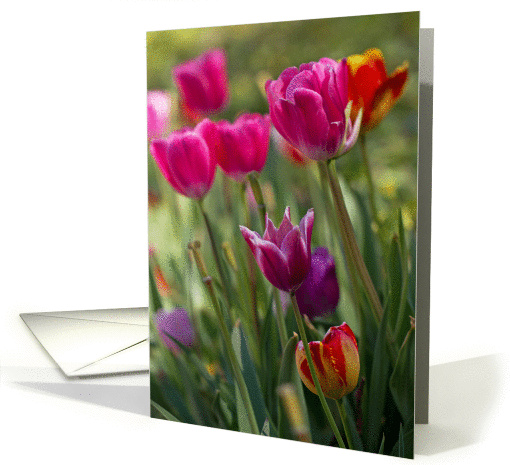 Tulip Garden - Blank Inside card (1363510)