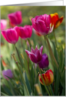 Tulip Garden - Blank Inside card