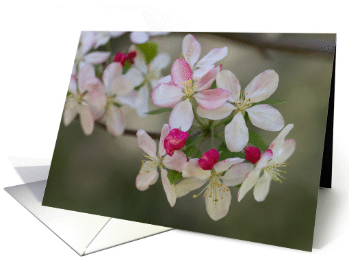 Apple Blossoms- Blank Inside card (1365640)