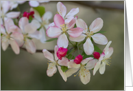 Apple Blossoms- Blank Inside card