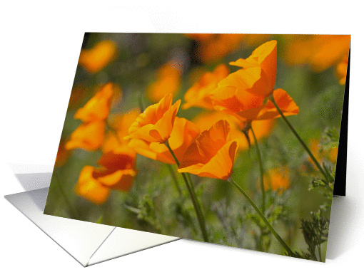 California Poppies- Blank Inside card (1365870)