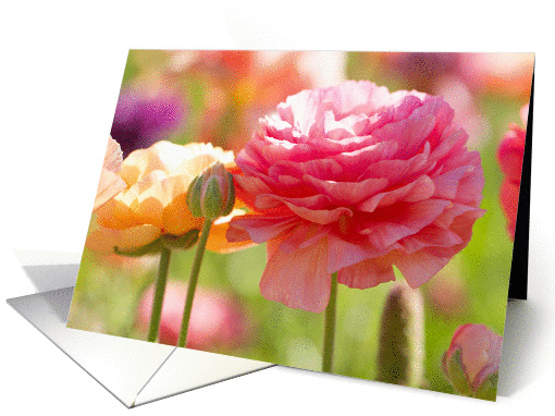 Pastel Ranunculus- Blank Inside card (1371558)