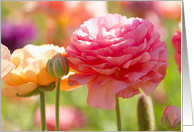 Pastel Ranunculus- Blank Inside card